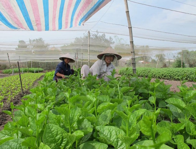 Dấu ấn HTX trong bước 'chuyển mình' NTM ở Thọ Xuân