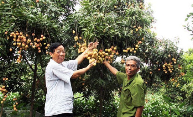Để ‘vải trứng’... đứng vững trên thị trường