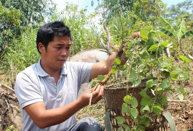 Vị trưởng thôn trẻ tuổi khởi nghiệp từ cây đảng sâm