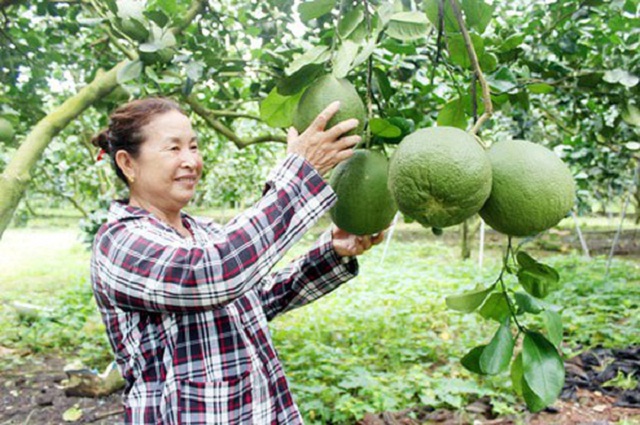 Nông dân thoát nghèo nhờ được dạy nghề