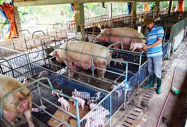 Trang trại nuôi lợn sạch khép kín có một không hai ở Vĩnh Phúc