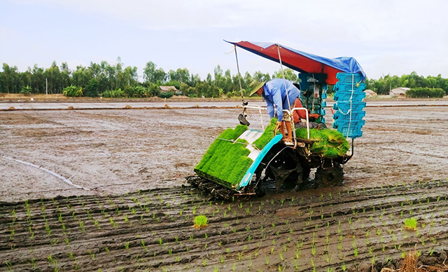 Nâng tầm hạt gạo Việt từ trồng lúa công nghệ cao