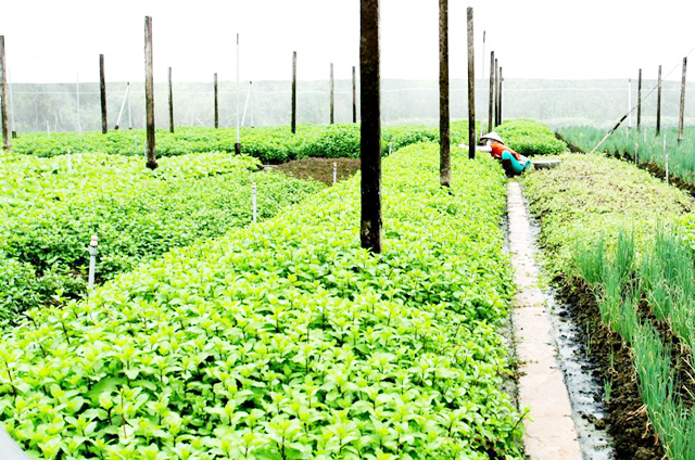 Thành công từ mô hình sản xuất rau hữu cơ ở Long An