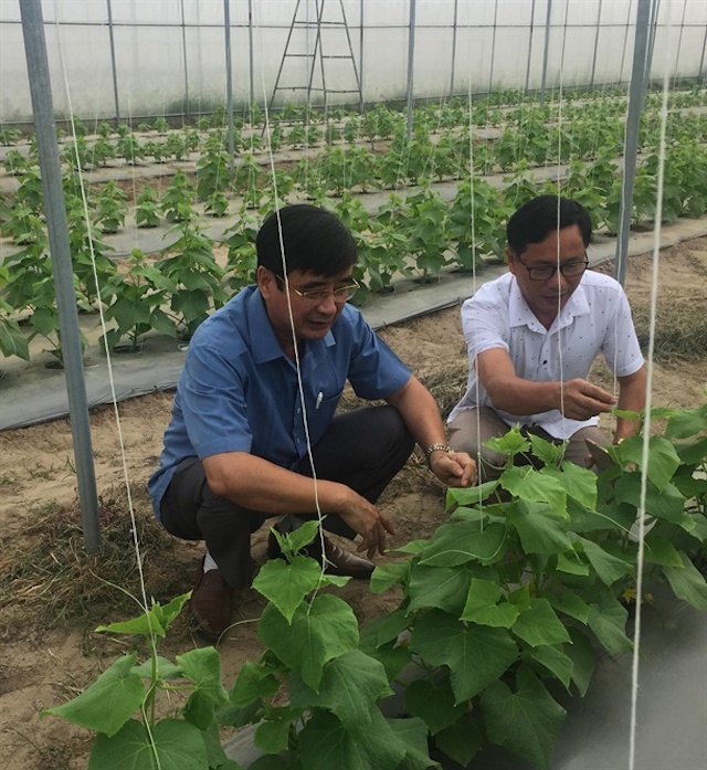 Lan toả mô hình VietGap trong sản xuất nông nghiệp