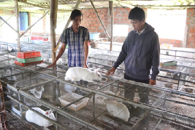 Tổ hợp tác chăn nuôi thỏ do thanh niên làm chủ