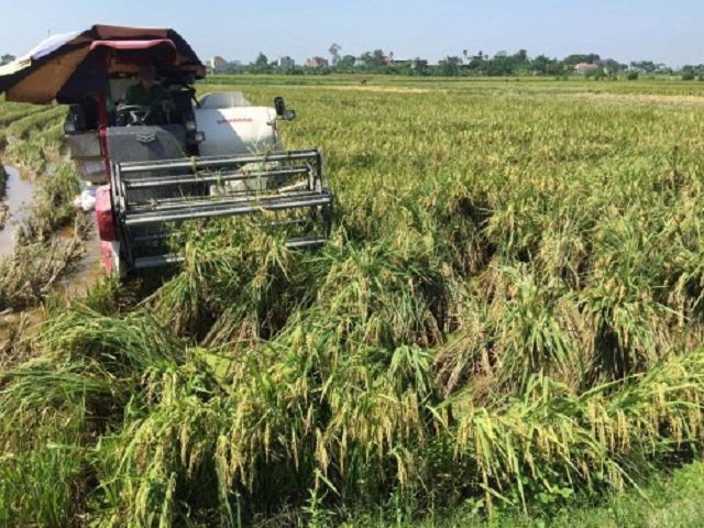Liên kết sản xuất tạo nên vụ mùa thắng lợi