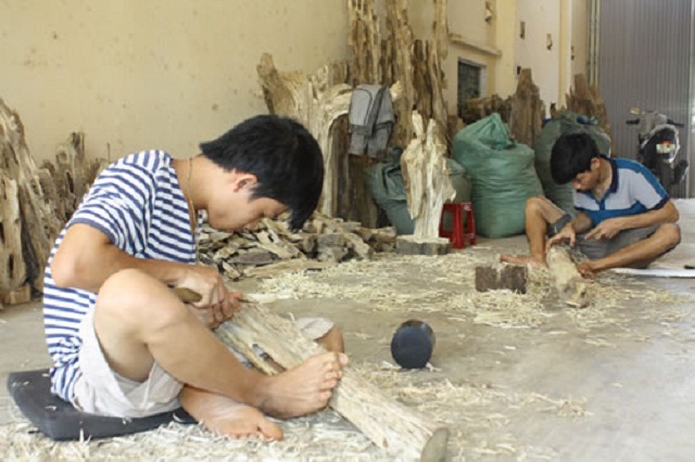 Phát triển nghề trầm hương gắn với bảo vệ môi trường