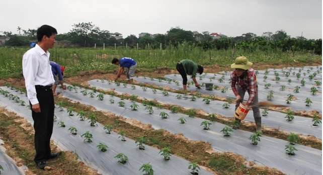 HTX tạo đột phá nhờ phát triển đa canh