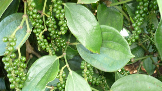 Giá tiêu tăng không bền vững