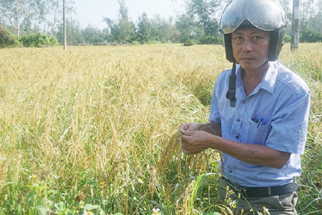 Phục tráng giống nếp cái Hương Bàu