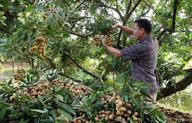 Hưng Yên: Hiệu quả từ nhãn rải vụ giá cao