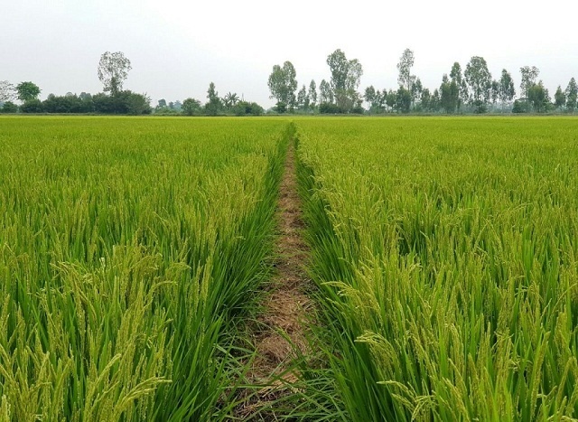 dong-9771-1591065234.jpg