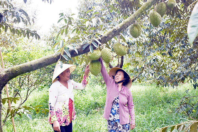 Bến Tre: Nông dân đổi mới sản xuất để thích ứng hạn mặn
