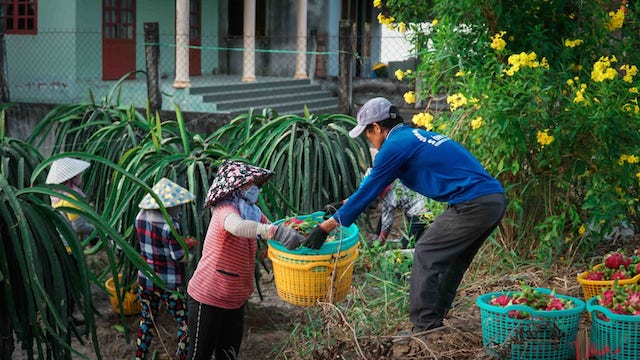 HTX thanh long giúp lao động nông thôn thoát nghèo