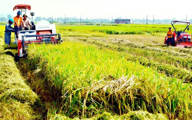 Nhân rộng mô hình sản xuất lúa hữu cơ trên đất sen hồng  Kinh nghiệm làm  ăn  Báo ảnh Dân tộc và Miền núi