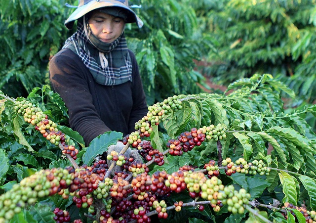 'Hương vị' mới ở thủ phủ cà phê Đăk Hà