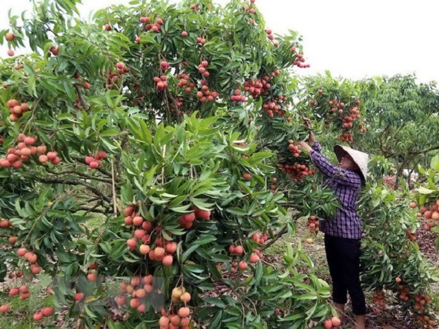 Lục Ngạn triển khai sàn thương mại điện tử vải thiều