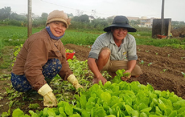 Xanh mướt rau an toàn trên đất nhiễm mặn