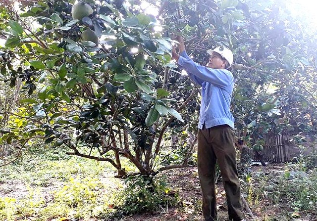 Bưởi trụ lông, trái hiếm được công nhận OCOP