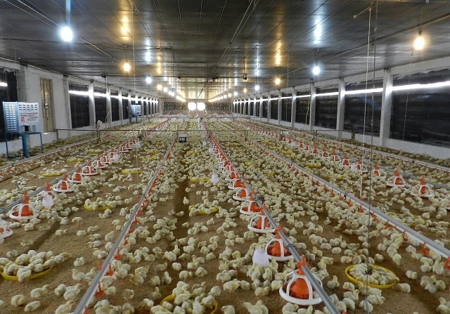 Mô hình chăn nuôi gà khép kín mang lại kết quả vượt trội