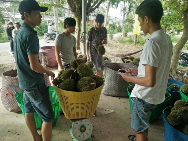 Nhiều nông sản mất giá vì 'tắc đường' xuất khẩu