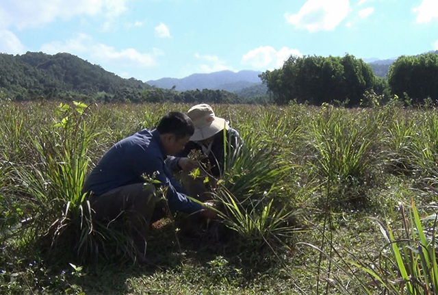 Hương tinh dầu tạo 'làn gió mới' ở huyện miền núi Đakrông