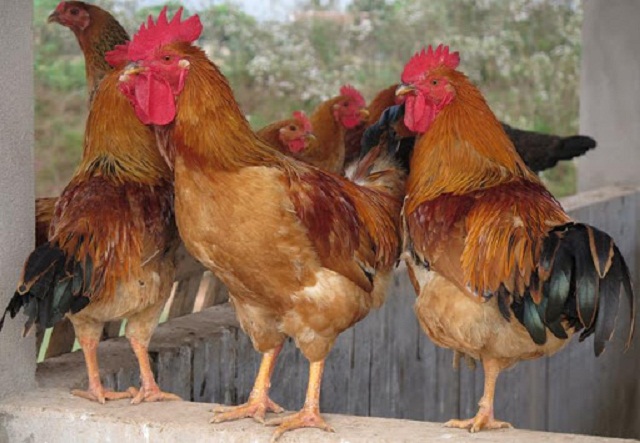 Mở hướng thoát nghèo từ liên kết nuôi gà