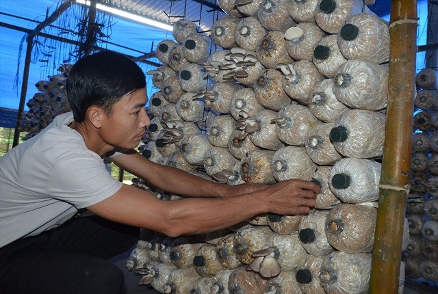 Trồng 'nấm lùn' mang lại hiệu quả kinh tế cao