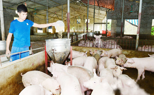Trang trại chăn nuôi lợn với quy mô lớn vẫn đứng vững trước Dịch Tả lợn  Châu Phi