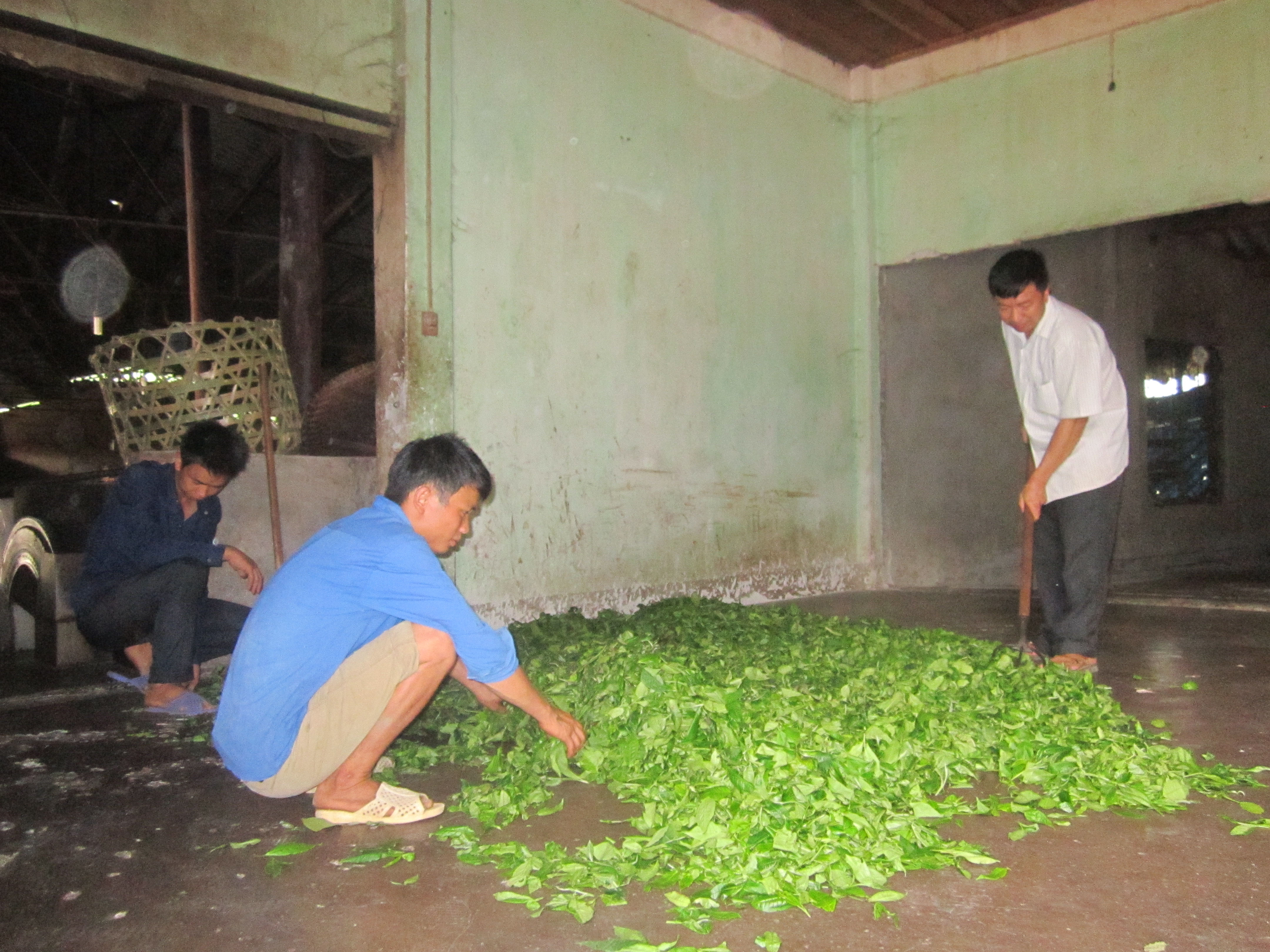 Chè Shan tuyết giúp đẩy lùi cái nghèo trên vùng cao Xín Mần