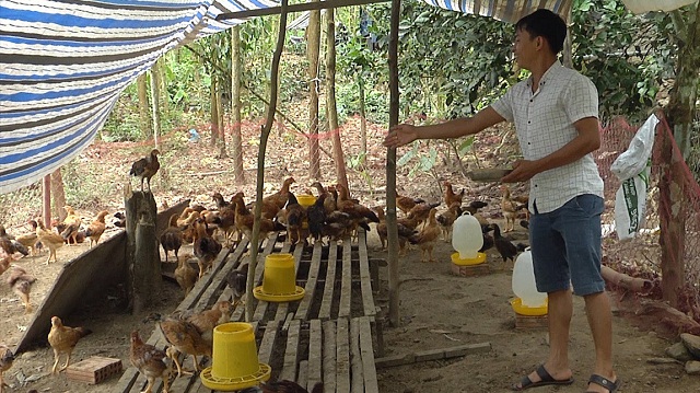 Chàng kỹ sư điện tử thành công nhờ mô hình chăn nuôi tổng hợp