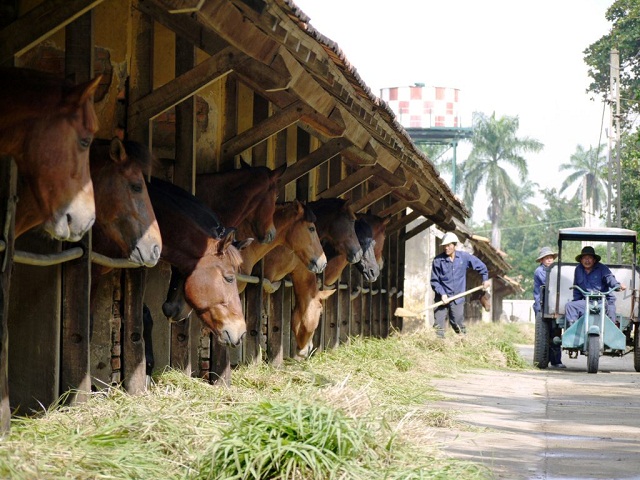 Giải bài toán bảo vệ môi trường trong chăn nuôi