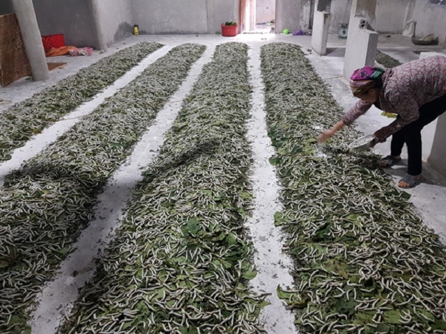 'Phất lên' nhờ trồng dâu nuôi tằm