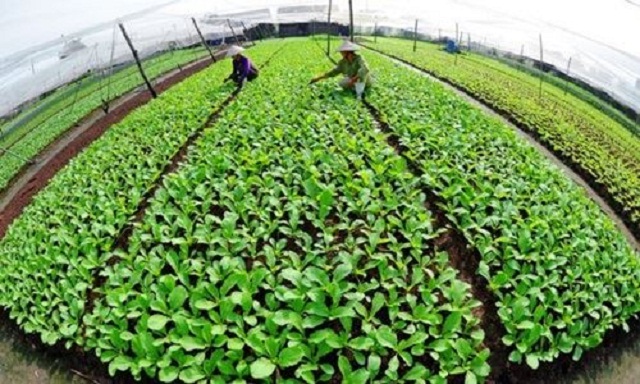 Hà Nội: KTHT, HTX đẩy mạnh thi đua gắn với xây dựng NTM