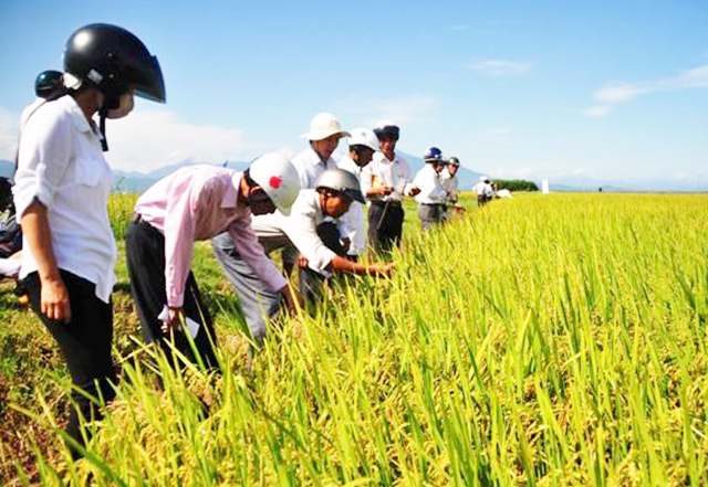 'Thay da đổi thịt' nhờ sản xuất nông nghiệp sạch