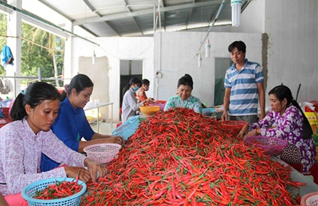 Nông dân 'hốt bạc' nhờ nông nghiệp sạch