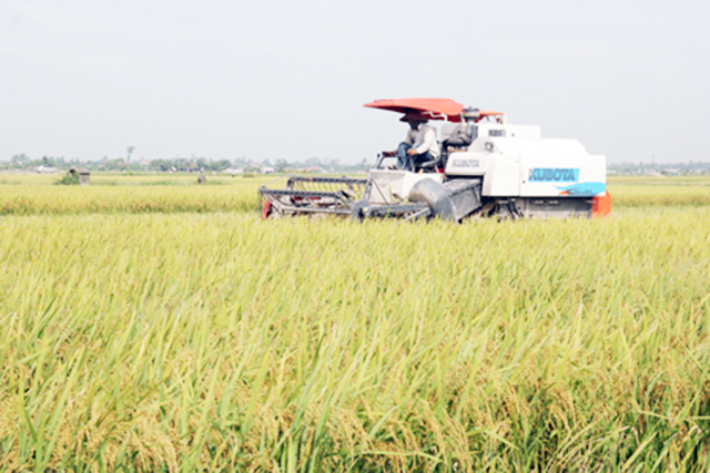 Sản xuất an toàn 'mở lối' phát triển bền vững
