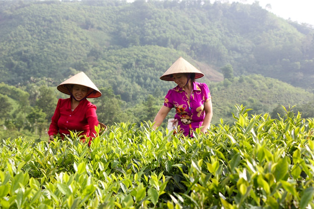 Định hình lại thương hiệu Chè Phú Thọ