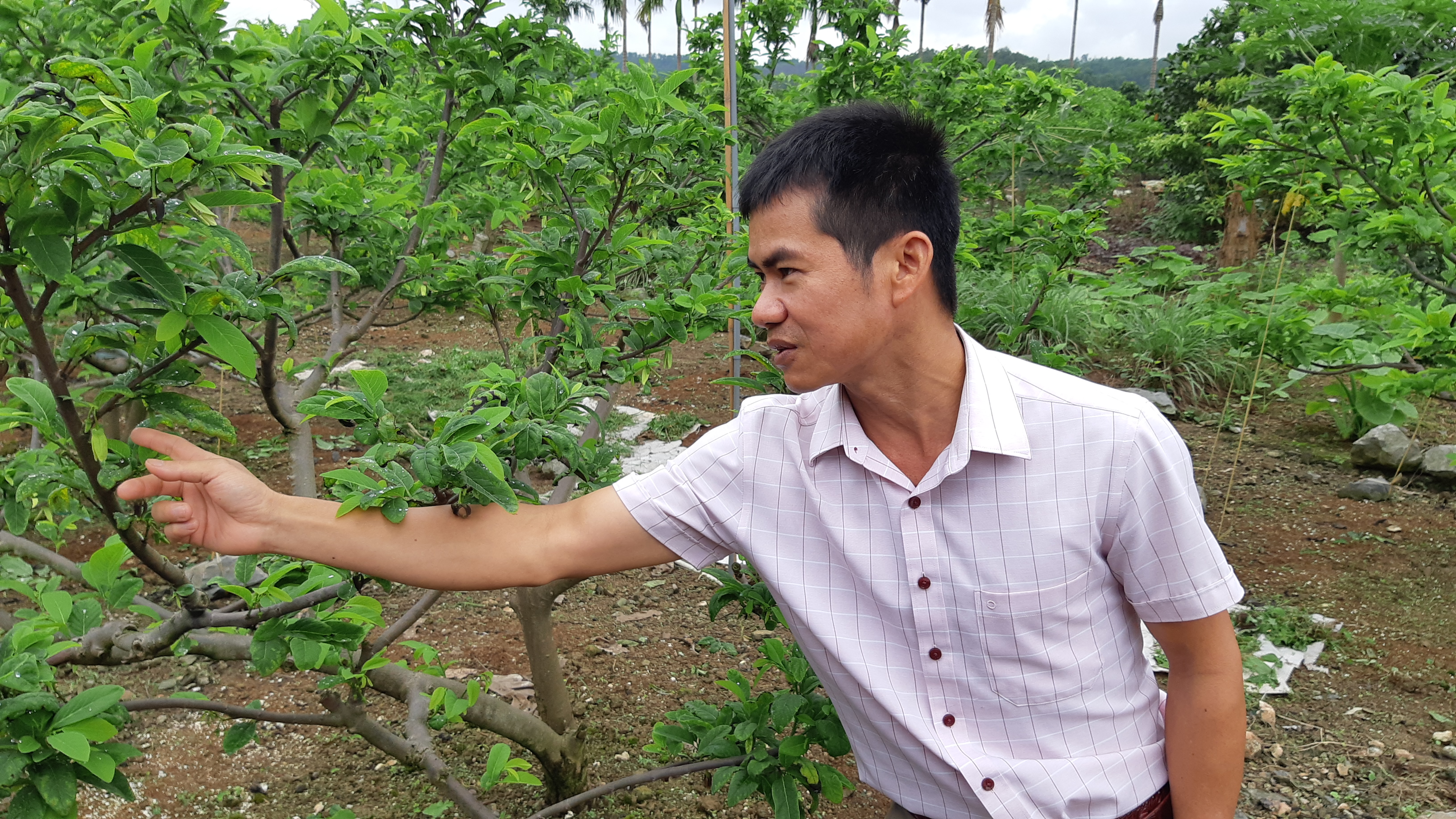Người làm 'sống dậy' một Hợp tác xã