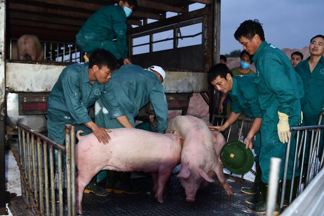 Nhập khẩu lợn sống giúp sớm 'hạ nhiệt' giá thịt lợn
