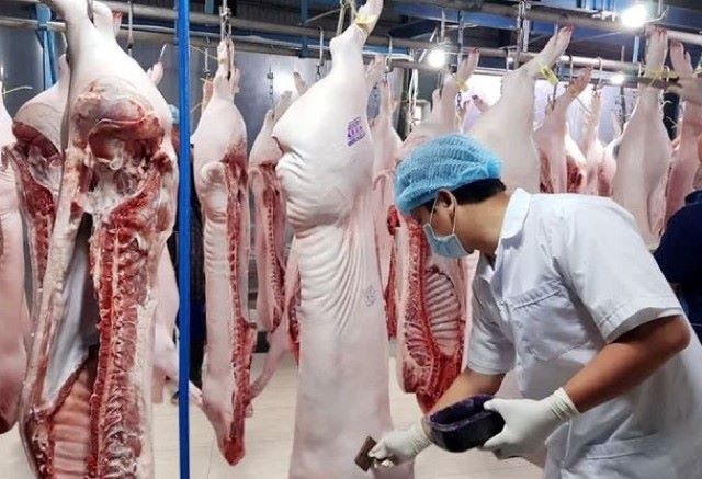 Lô lợn sống đầu tiên được nhập từ Thái Lan có 317 con