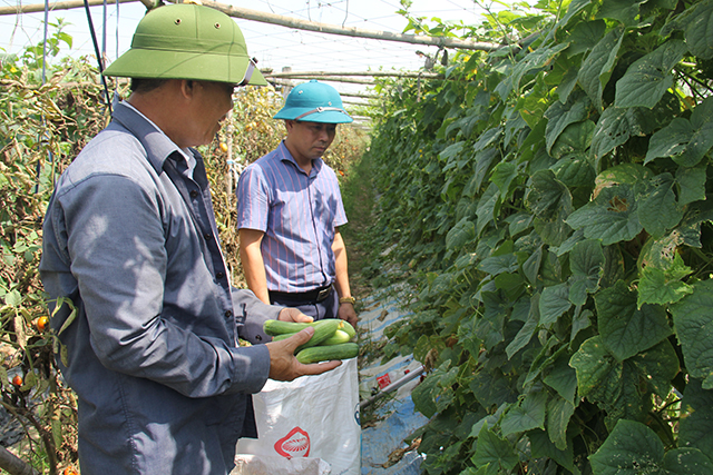 Bức tranh sáng màu của khu vực KTHT, HTX ở Ninh Bình