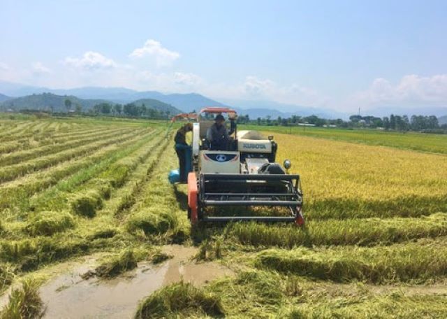 Đắk Nuê 'lợi trăm đường' từ… sản xuất lúa gạo hữu cơ