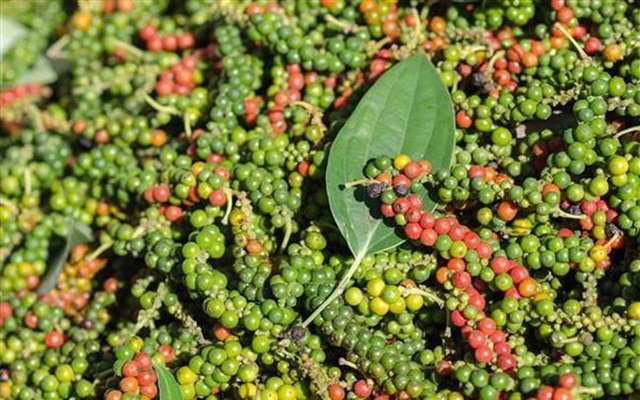 Giá tiêu đồng loạt giảm, giá cà phê đứng yên