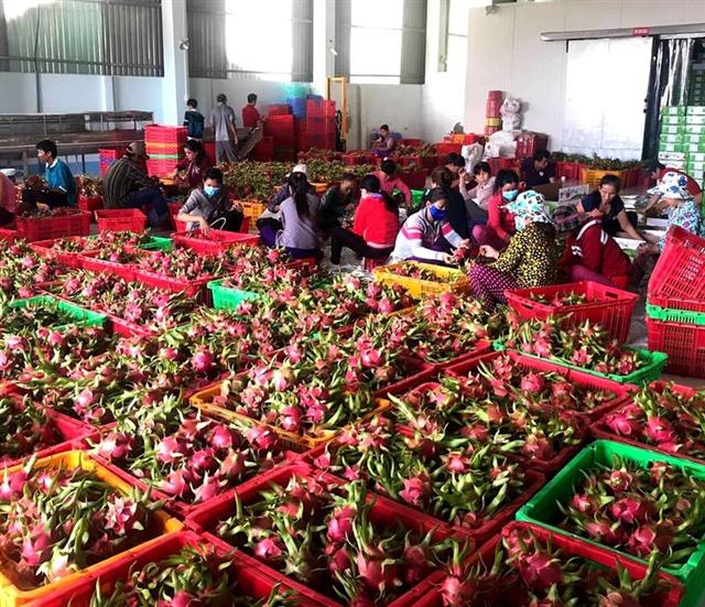 Trái cây Việt Nam xuất khẩu sang Thái Lan tăng hơn 240%