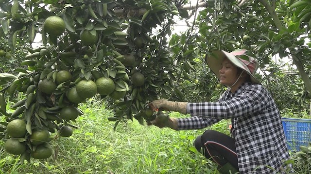 Về Tân Mỹ xem người trẻ tuổi làm kinh tế HTX