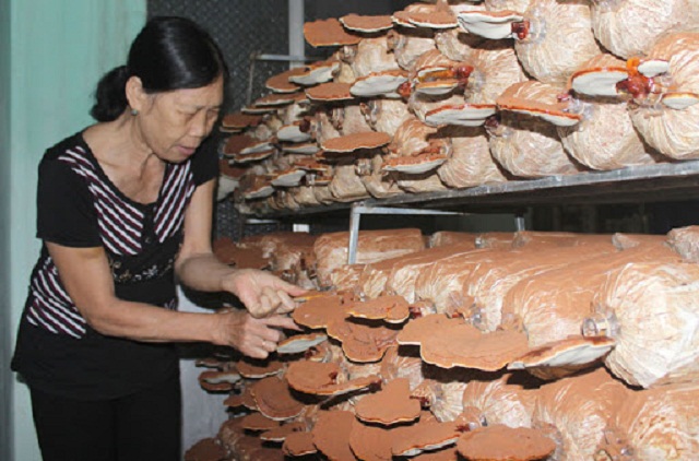 Hiệu quả trồng nấm từ đầu tư công nghệ