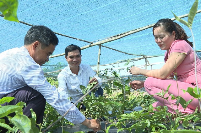 Nâng cao thu nhập từ mô hình kinh tế vườn