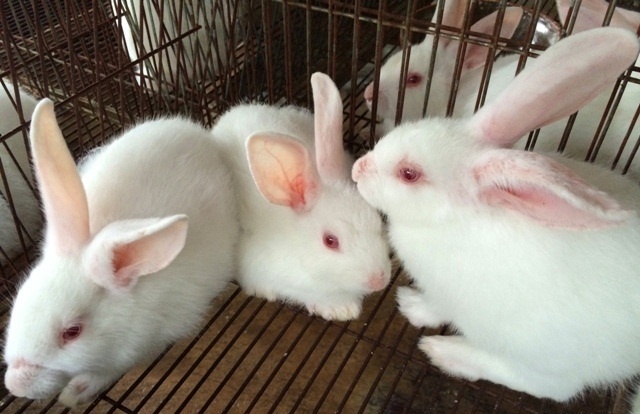 Chia sẻ với hơn 57 về mô hình nuôi thỏ công nghiệp hay nhất  Tin học Đông  Hòa