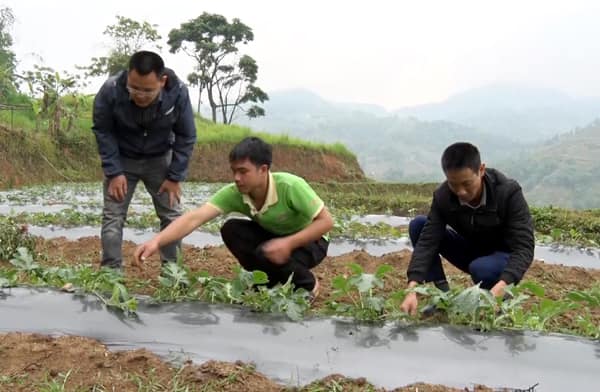 Xóa đói giảm nghèo nhờ chuyển đổi cơ cấu cây trồng
